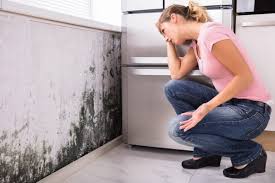 Best Commercial Mold Inspection  in Centerville, CA